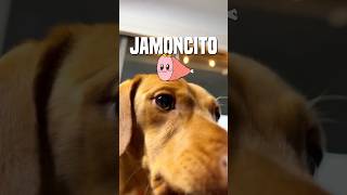 A ti te gusta el JAMONCITO 😋🐶💙 [upl. by Akeenahs]