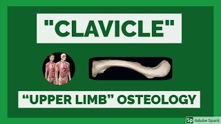 Clavicle  Osteology of Upper Limb  Clavicle Bone Anatomy  Anatomy Lectures [upl. by Ainesey337]