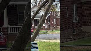 Squirrely said “what you lookin at” 😄 shortsvideo nature squirrel wildlife 112024 [upl. by Teragram]