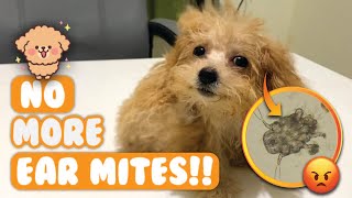 How to Treat Ear Mites  Intense scratching solution [upl. by Kurzawa]