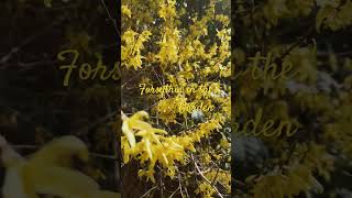 Forsythia in Garden Landscape [upl. by Dalston867]