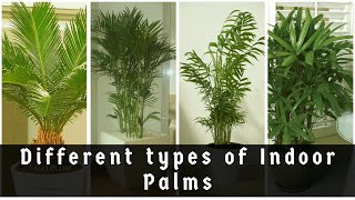 Best Indoor Palms Plants Beautiful Indoor Palms  Low maintenance Palms [upl. by Errol]