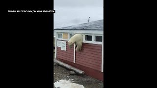 Video Ein Eisbär im Hotel auf Spitzbergen [upl. by Lirpa735]