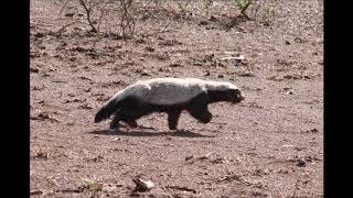 Honey Badger with her cub in the Kruger Nationalpark [upl. by Brunn]