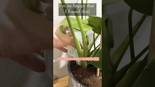 Holiday plant care hack I wish I discovered sooner houseplant indoorplanting deadplants [upl. by Vassar]