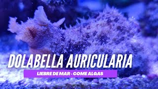 📌📌Dolabella auricularia come algas filamentosa  Liebre de Mar o Vaca de mar [upl. by Aihseuqram611]