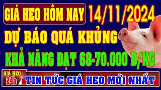 Giá heo hơi ngày 14112024  DỰ BÁO KHỦNG KHẢ NĂNG ĐẠT 6870000 ĐỒNGKG [upl. by Haydon]