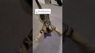 Cat vs laser pointer funny funnyanimal cat funnycat pets animals funnyvideos [upl. by Agathy852]