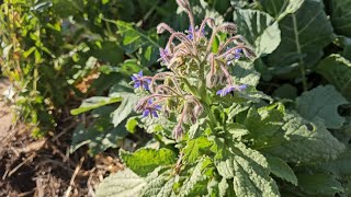 Fall Gardening Tips Grow Borage for AMAZING Results [upl. by Linnie]