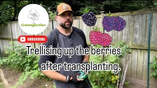 Trellising up raspberry blackberry and wild berry bushes [upl. by Griffy]