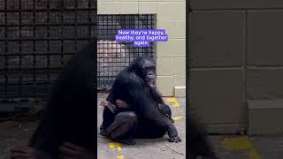 Mother chimp reunited with baby after a night apart  Humankind shorts goodnews [upl. by Aneloc]