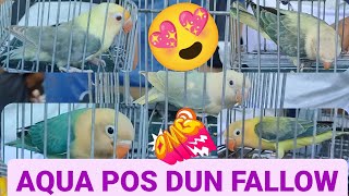 Vlog347 Aqua Homozygote Poss Dun Fallow 🦜😱🦜 Aqua B2 Opa Euwing Poss Dun Fallow🦜😱🦜 [upl. by Lewiss]