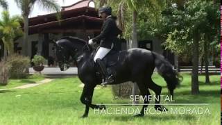 HEREDERO XI SEMENTAL TRC HIJO DE GENEROSO XXXIII [upl. by Lleinnad]