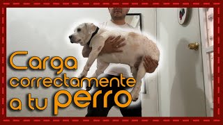 Cómo levantar a tu peludo amigo sin causarle daño [upl. by Marijane]