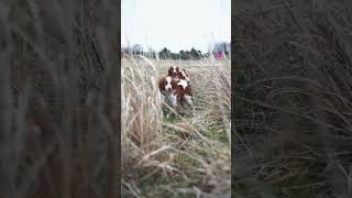 Brittany spaniel pheasant hunting  Backing and Honoring birds hunting [upl. by Lyrret866]