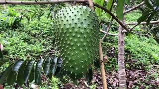 Harvesting Guanábana giant soursop Annona muricata [upl. by Rothberg]