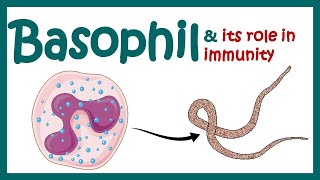 Basophil  Basophils role in immunity  What causes basophils to be high  Basophilia amp Basopenia [upl. by Egiedan]