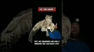 Fact About Blakistons Fish Owl [upl. by Aribold485]