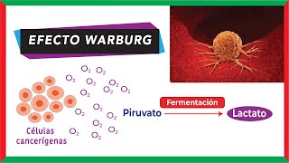 Metabolismo del cáncer  Efecto Warburg glucólisis aeróbica [upl. by Ayrotal]