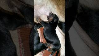 German shepherd puppy Milk feeding for puppy booking 8847853690 [upl. by Graves]