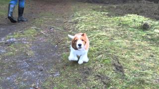 9 weeks old Welsh Springer Spaniel puppy [upl. by Salbu]