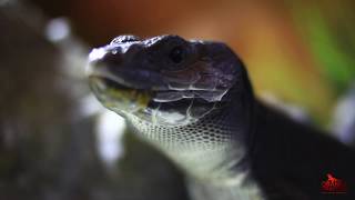 Ocellated lizard Melanistic  Timon lepidus melanistic [upl. by Ahsinyt]