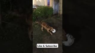 Golden retriever Play with football [upl. by Viking]