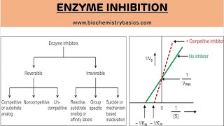 Enzyme Inhibition and Its Types  Enzyme Inhibition  Biochemistry [upl. by Stefanac]