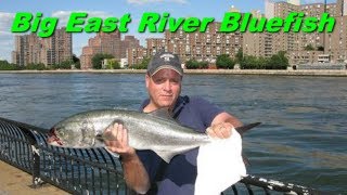 Urban Angler  NYC East River Bluefish Fishing [upl. by Aneba]