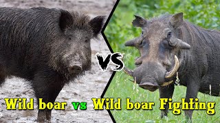 Wild boar vs Wild boar Fighting in The forest [upl. by Keary]