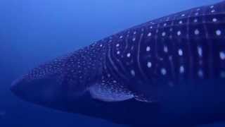 Diving Daphne Menor  Galápagos Islands [upl. by Burnaby]