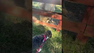 Bella the rescue dog meeting a bison harvesthost bison rv gorving ambolife [upl. by Asiar892]