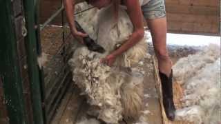 Shearing an Alpaca Without Help [upl. by Oehsen]