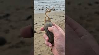 A Greater spotted dogfish or Bull huss Scyliorhinus stellaris egg case [upl. by Raddi397]