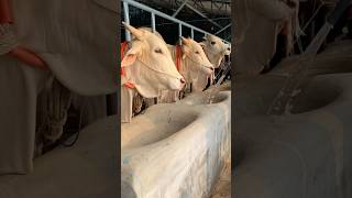 Huge Albino Ongole Bulls Having Breakfast Water and Molasses Is Given for Better Absorption [upl. by Arrik943]