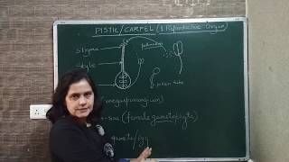 pistilcarpelgynoecium Structure of pistilcarpel Gynoecium of a flower [upl. by Alleacim]