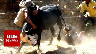 Bull wrestling for love in Madagascar  BBC News [upl. by Shawnee672]