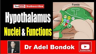 The Hypothalamus Nuclei and Functions Dr Adel Bondok Making Anatomy Simple [upl. by Tacklind]