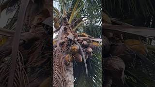 Coconut 🥥 Tree 😍✌️♥️🍌🥥🥥coconut florida eating nature tropicalfruit satisfying tropical eat [upl. by Dode81]