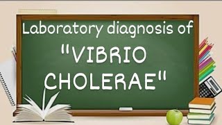 Vibrio cholerae Laboratory diagnosis of vibrio cholerae [upl. by Fiedler880]