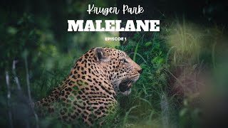 Malelane Camp  Injured cheetah and leopards FatherSon Safari episode 1 [upl. by Brost]