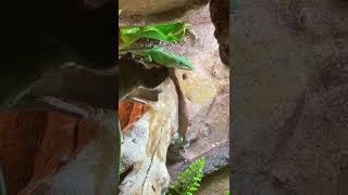 🦎Amerikanisches Chamäleon  Anolis Carolinensis shorts [upl. by Aihsekat]