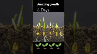 How a seeds grow into a plant 🍒🍇 amazing nature plants tree popular shorts [upl. by Waterer]