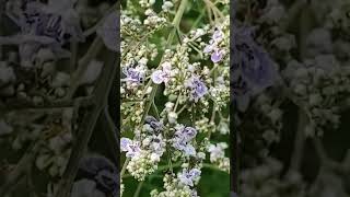 Vitex Negundo [upl. by Lumbard]