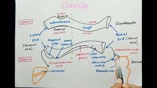 Clavicle Bone [upl. by Eiltan545]