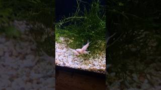 Albino cory catfish grow out tank beautiful albino corydoras catfish aquarium plants shorts [upl. by Suzanne]