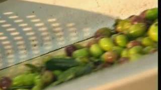 How Olive Oil Is Made [upl. by Sower]