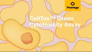 CellTox™ Green Cytotoxicity Assay [upl. by Nisaj]