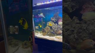 Nice Fish Only Tank [upl. by Colwin]