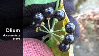 Black nightshade Solanum nigrum  part 2 [upl. by Gar]